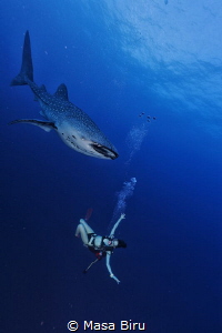 whale shark and diver by Masa Biru 